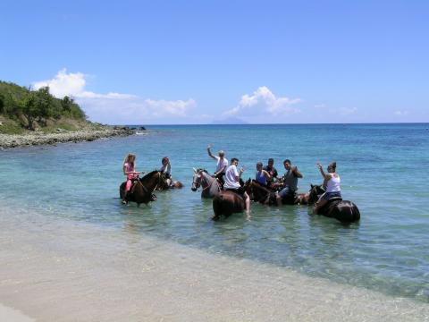 Horses in the sea with guests