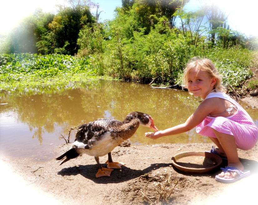 child feeding duck