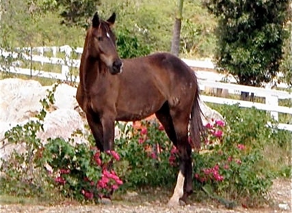foal standing in bougainvilla
